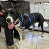 Ozzy, sanfter Riese sucht neues Zuhause