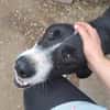Ozzy, sanfter Riese sucht neues Zuhause