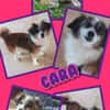Kleine Cara wartet in Hausen!