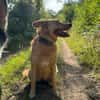 MADLYN -sucht hundeerfahrene Menschen-