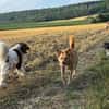 MADLYN -sucht hundeerfahrene Menschen-