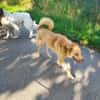 MADLYN -sucht hundeerfahrene Menschen-