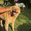 MADLYN -sucht hundeerfahrene Menschen-