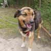 Lola, brave Hündin sucht neue Familie