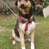 Lola, brave Hündin sucht neue Familie