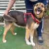 Lola, brave Hündin sucht neue Familie