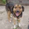 Lola, brave Hündin sucht neue Familie