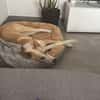 Bella❤sucht Für-Immer-Zuhause