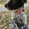Lilo, nettes Hundemädchen sucht Zuhause