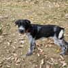 Lilo, nettes Hundemädchen sucht Zuhause