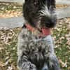 Lilo, nettes Hundemädchen sucht Zuhause