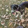 Patty, verspielte Hündin sucht Zuhause