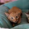 Whiskas