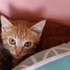 Felix