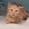 PADY