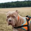 ROXY HAA24559
