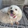 Aska, Bichon maltais de Gwada