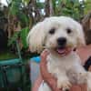 Aska, Bichon maltais de Gwada