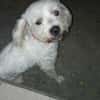 Aska, Bichon maltais de Gwada