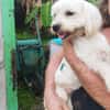 Aska, Bichon maltais de Gwada