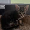 Asia