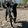 Efi