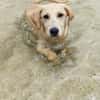MIKO une pépite de chien créole