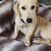 MIKO une pépite de chien créole