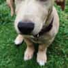 MIKO une pépite de chien créole
