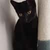 ARCHIMEDE