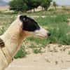 RENATA (Patas Jumilla)