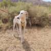 RENATA (Patas Jumilla)