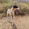 RENATA (Patas Jumilla)