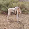 RENATA (Patas Jumilla)
