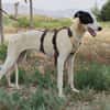 RENATA (Patas Jumilla)