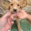 SABLE  (Martina)