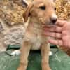 SABLE  (Martina)