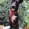 Monty sucht sein Superfrauchen