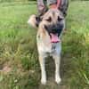 hübsche kleine Roxie sucht ihre Familie