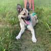 hübsche kleine Roxie sucht ihre Familie