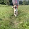 hübsche kleine Roxie sucht ihre Familie