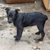 black beauty Farah