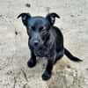 black beauty Farah
