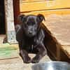 black beauty Farah