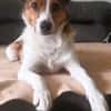 Wer entdeckt Barney-wartet in PLZ 12683