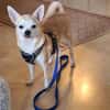 Pufi 7 J. Kleine Chihuahua-Prinzessin