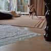 Pufi 7 J. Kleine Chihuahua-Prinzessin
