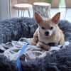 Pufi 7 J. Kleine Chihuahua-Prinzessin