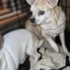 Pufi 7 J. Kleine Chihuahua-Prinzessin