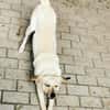 Rintintin su. Einzelplatz